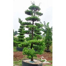 Lohansung (Podocarpus sp)